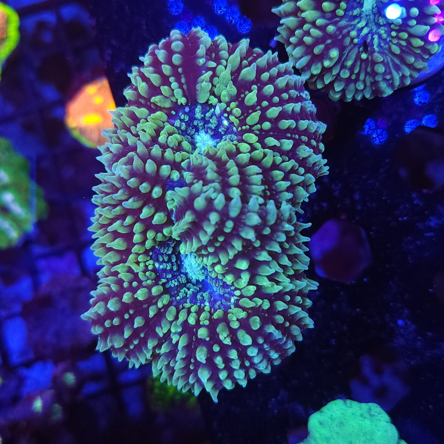 Green Galaxy Lobo