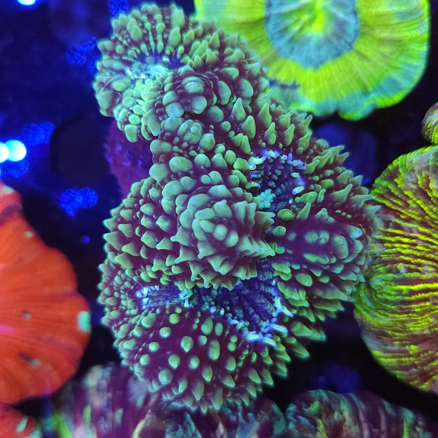 Green Galaxy Lobo