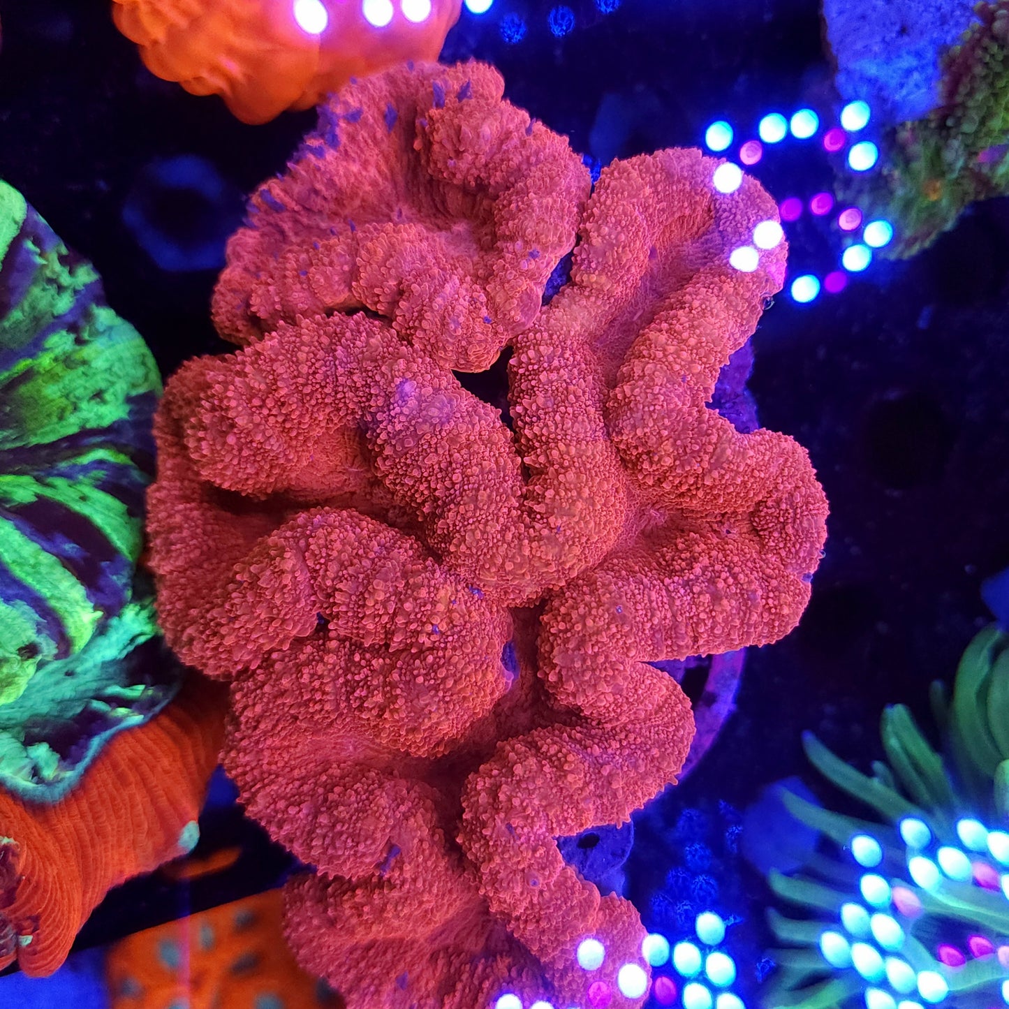 XXL Ultra Red Lobo Colony (Video in pics)