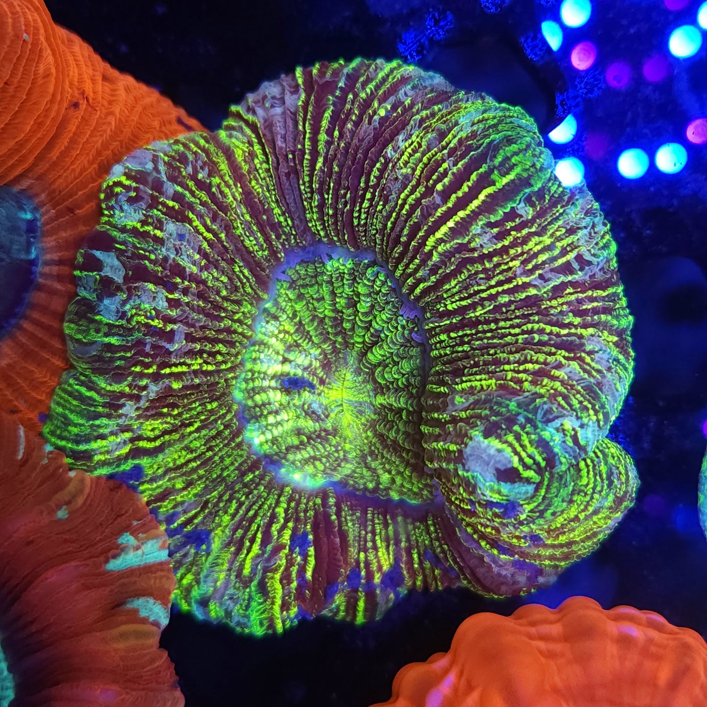 Toxic Striped Wellso