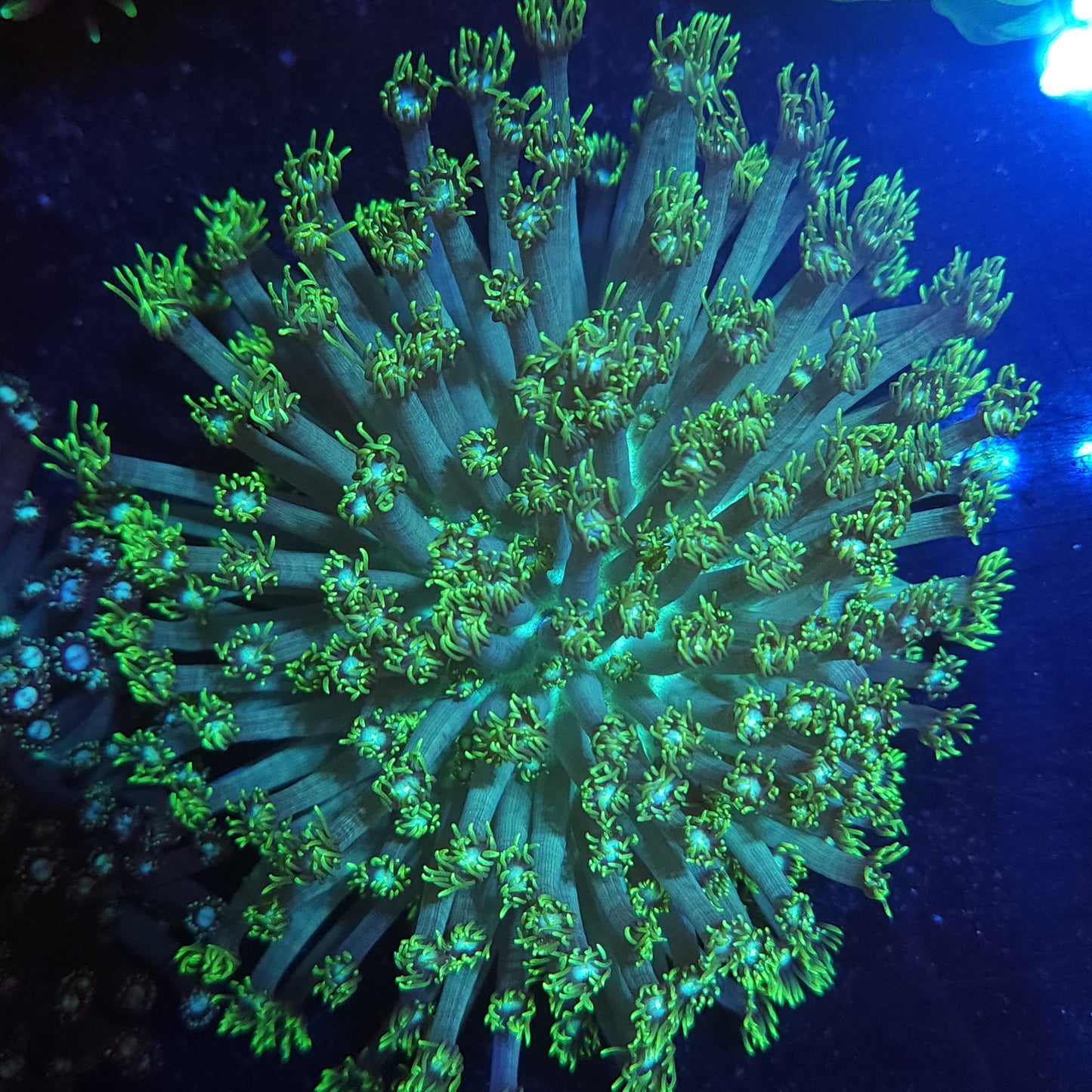 XXL Bright Green Goni Colony (Video in pics)