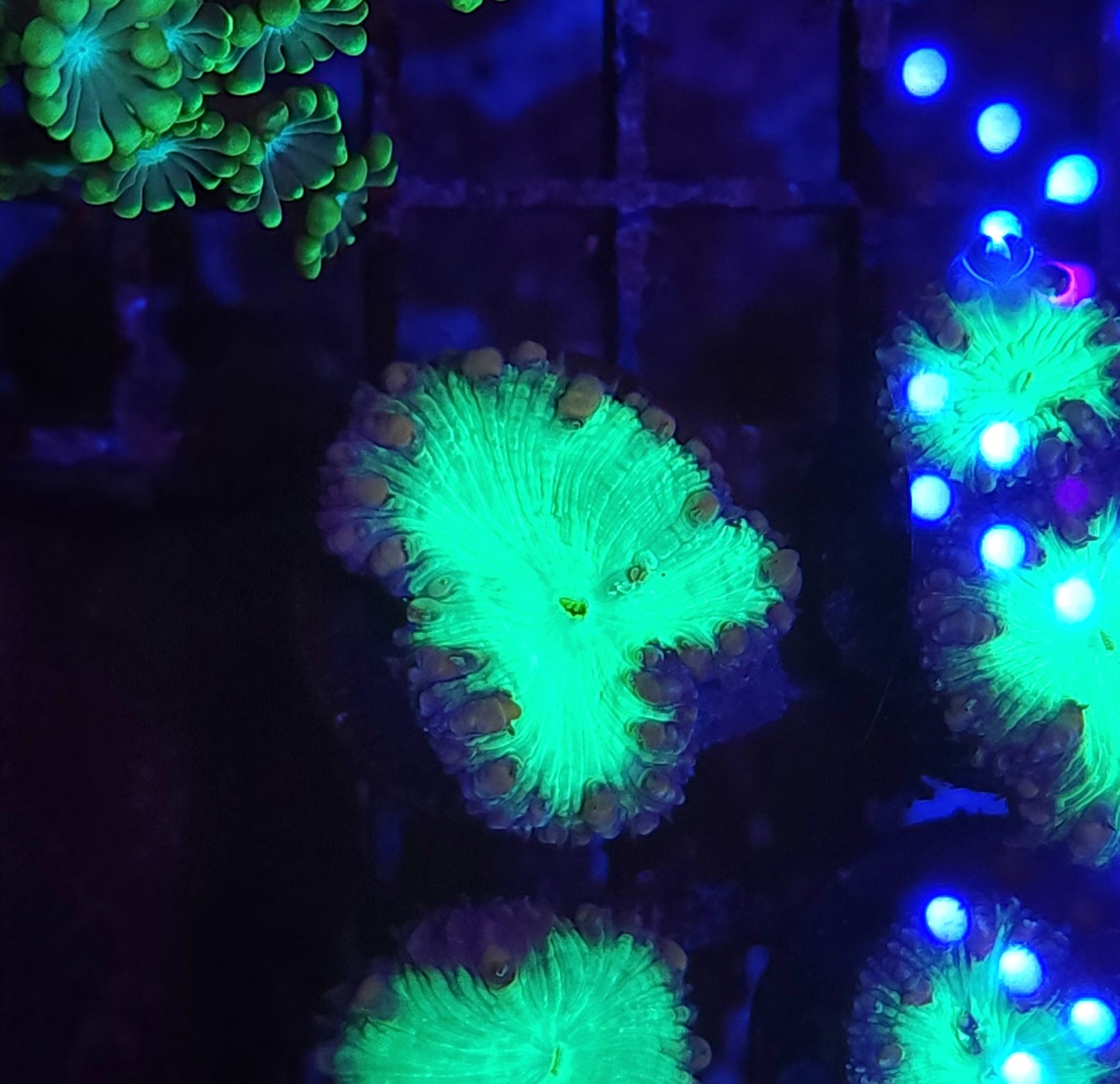 Toxic Hole Blasto Wellsi