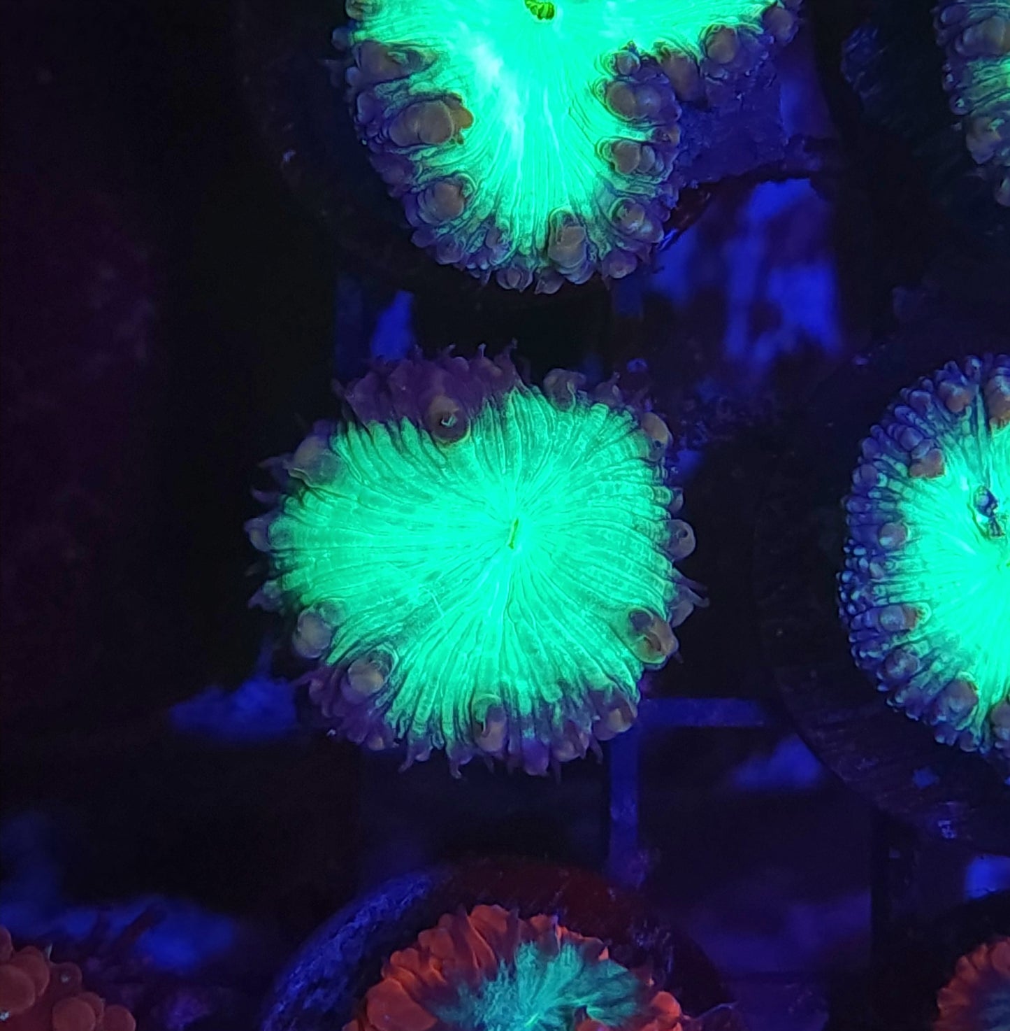 Toxic Hole Blasto Wellsi