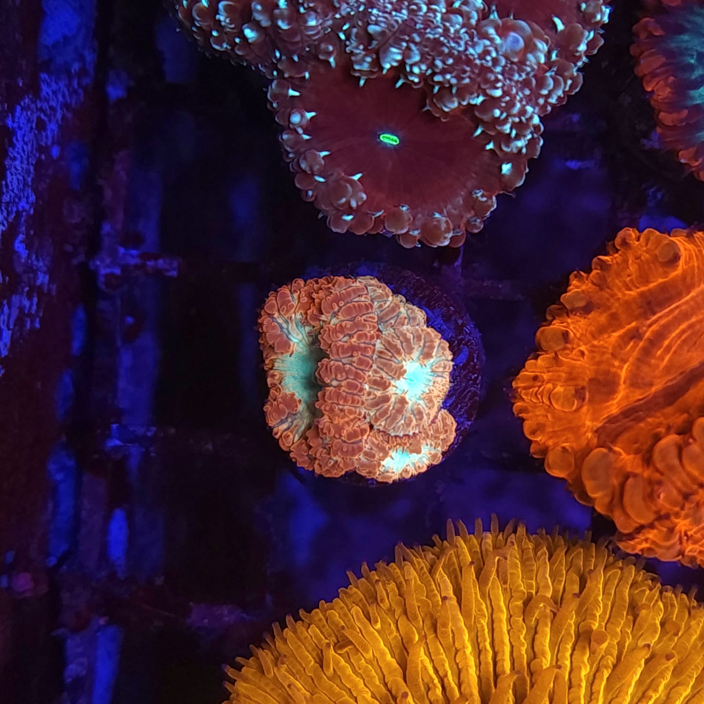 Red Rim Blasto Wellsi