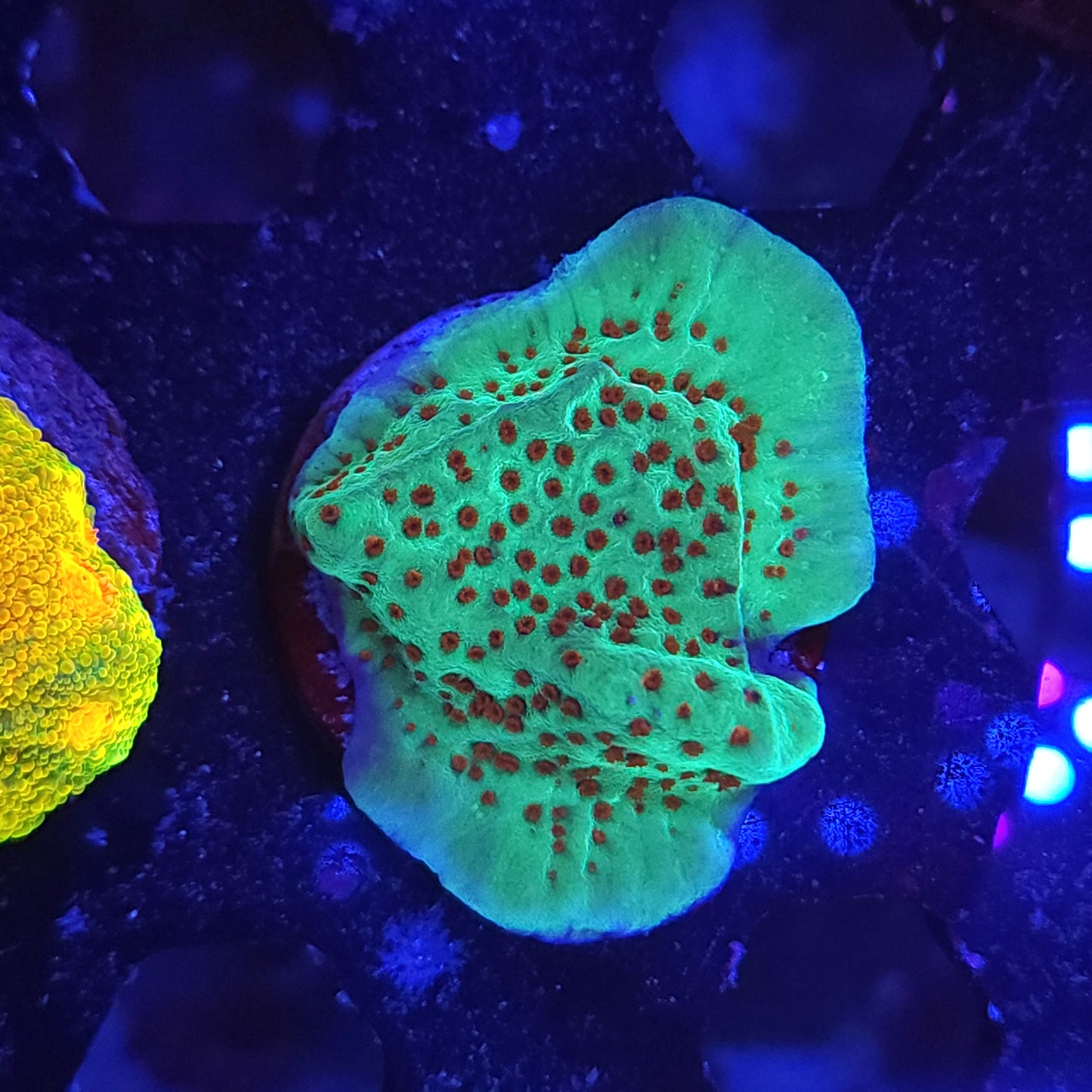 Jedi Mind Tricks Monti