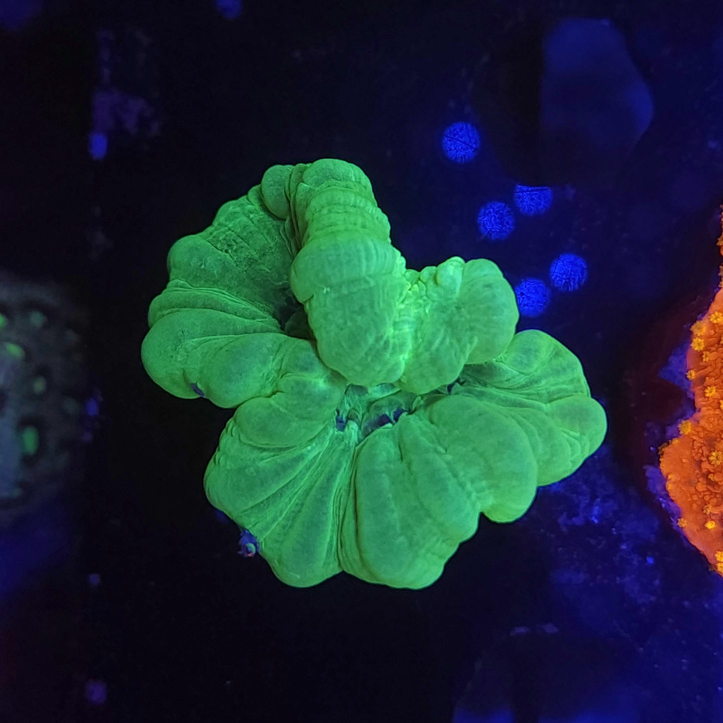 Bright Green Candy Cane