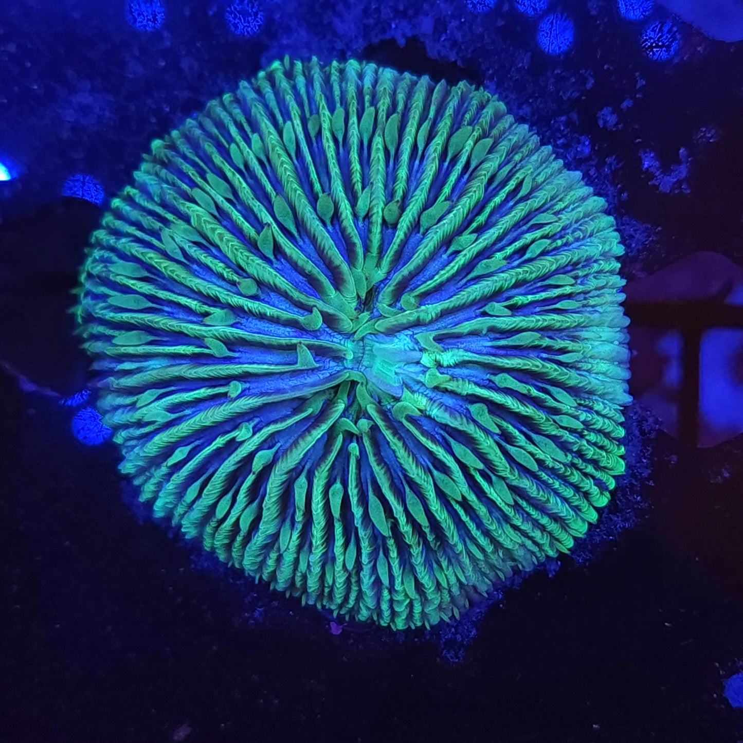 Teal and Green Fungia