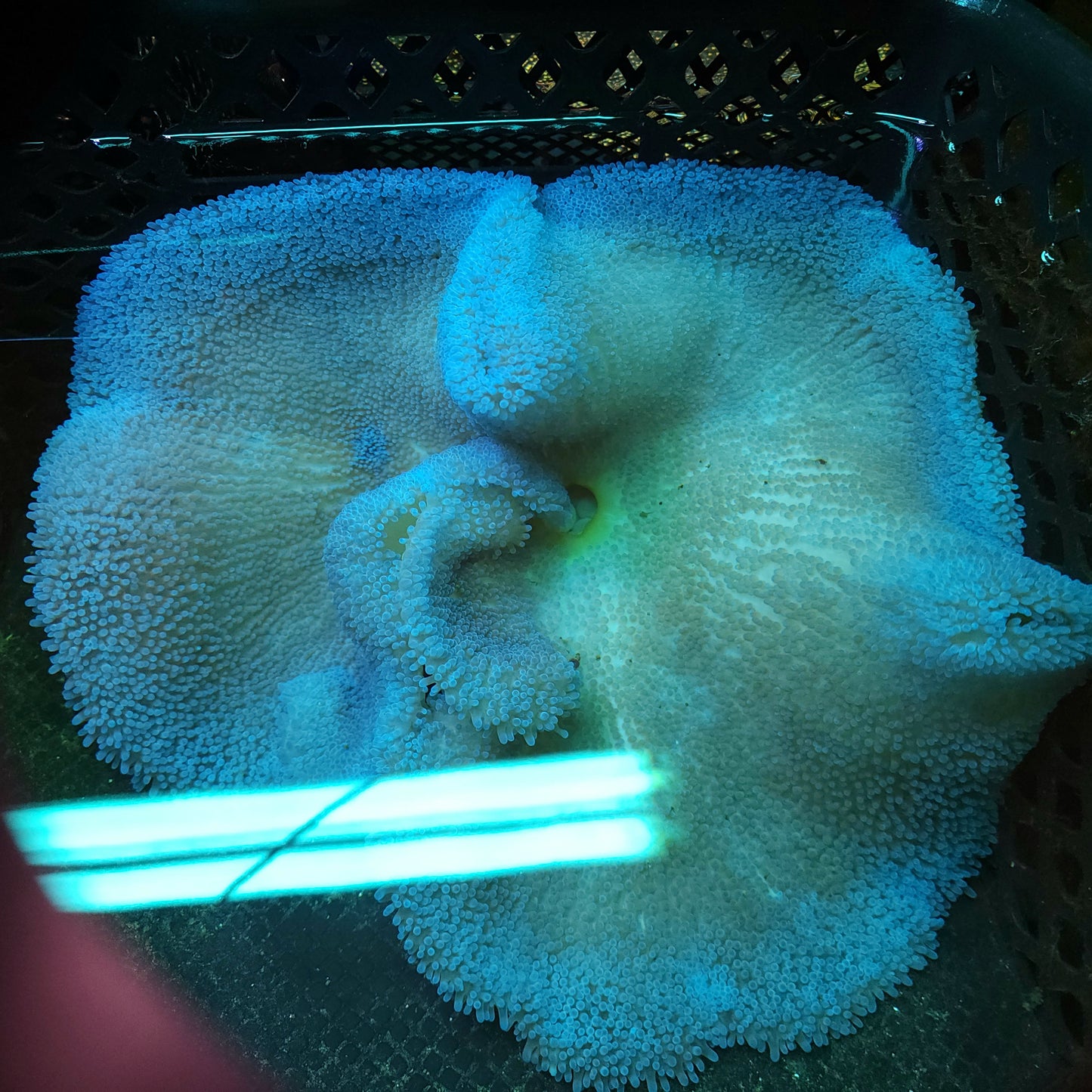 Blue Haddoni Carpet Anemone (10-12 inch)