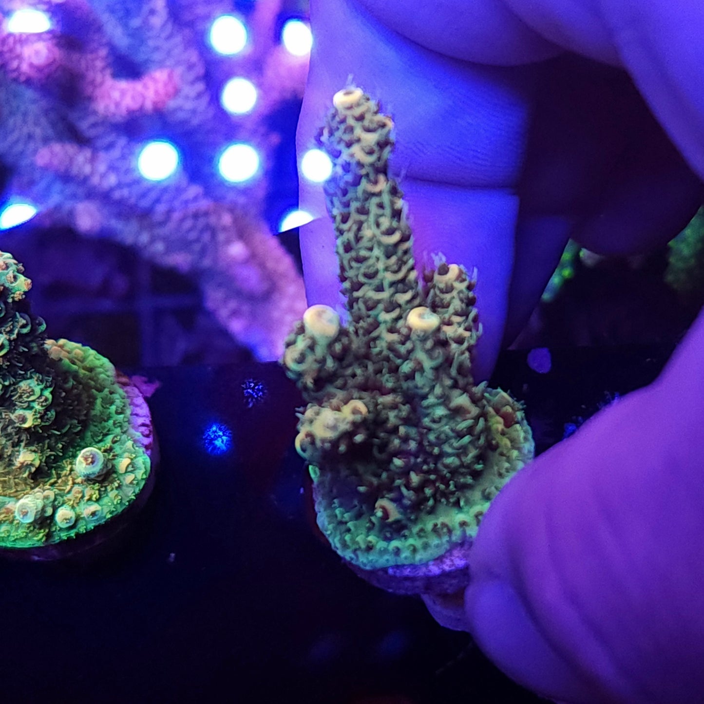 Orange and Green Millie