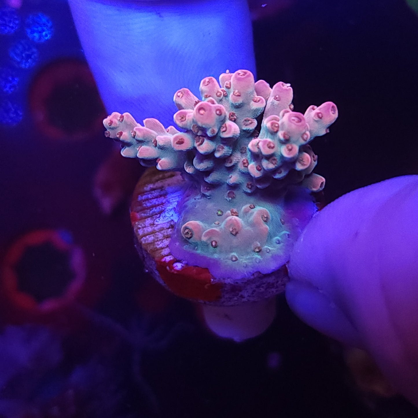 Strawberry Crema Acro