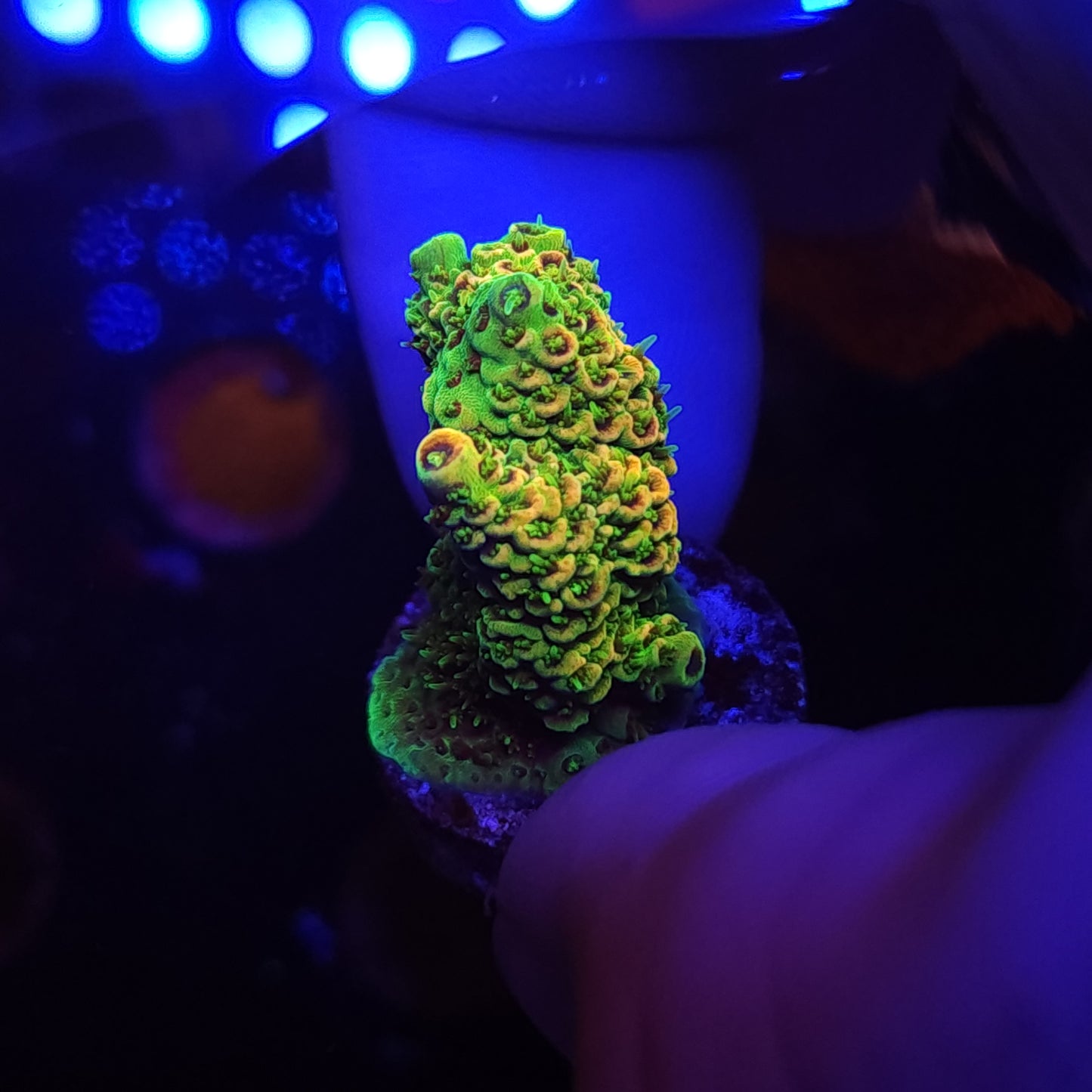 Bright Green Gold Millie