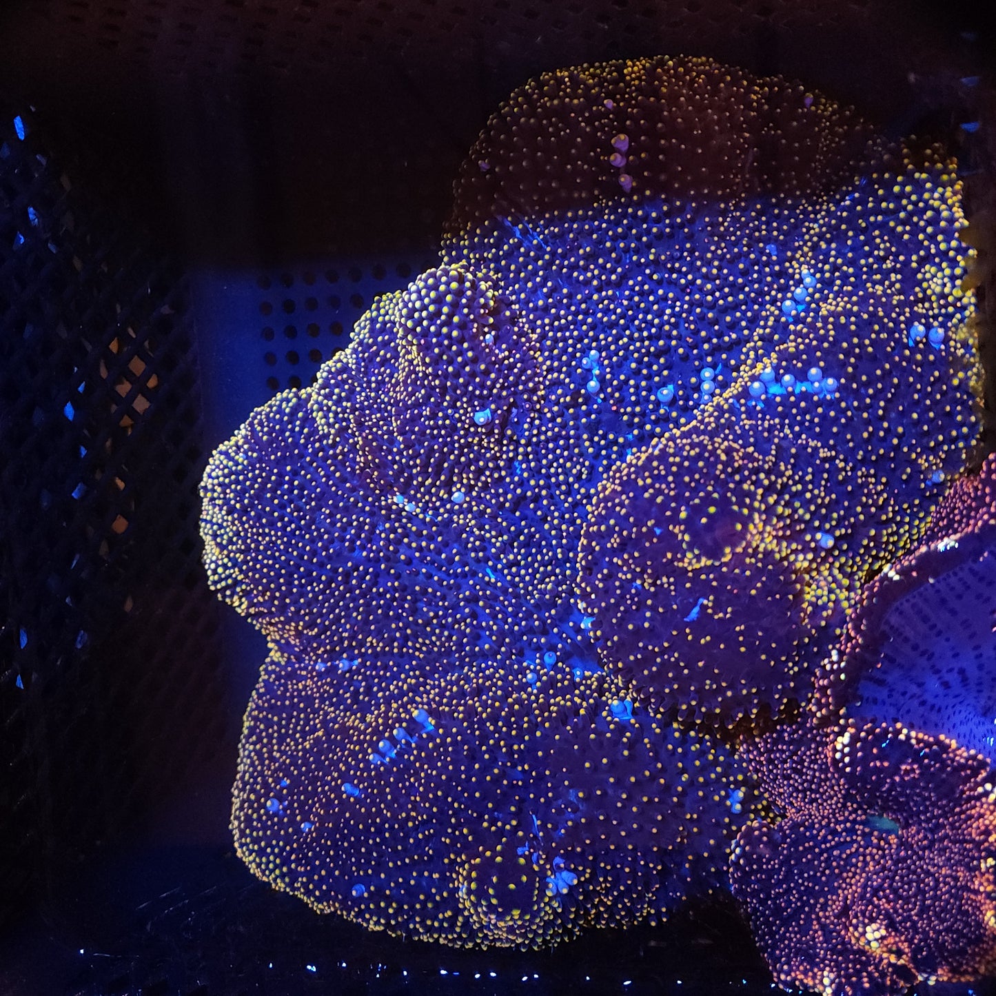 Crazy Gold and White Mertensi Carpet Anemone (10-12 Inch)