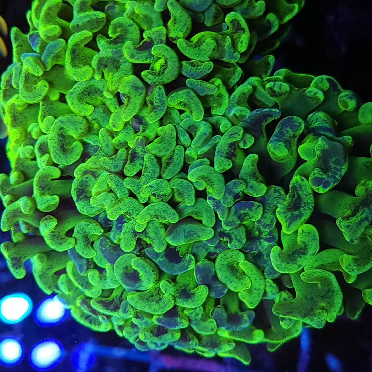 Lemon Lime Splatter Wall Hammer