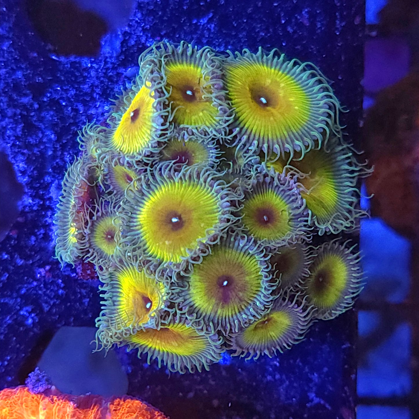 Captain Jerk Paly Mini Colony