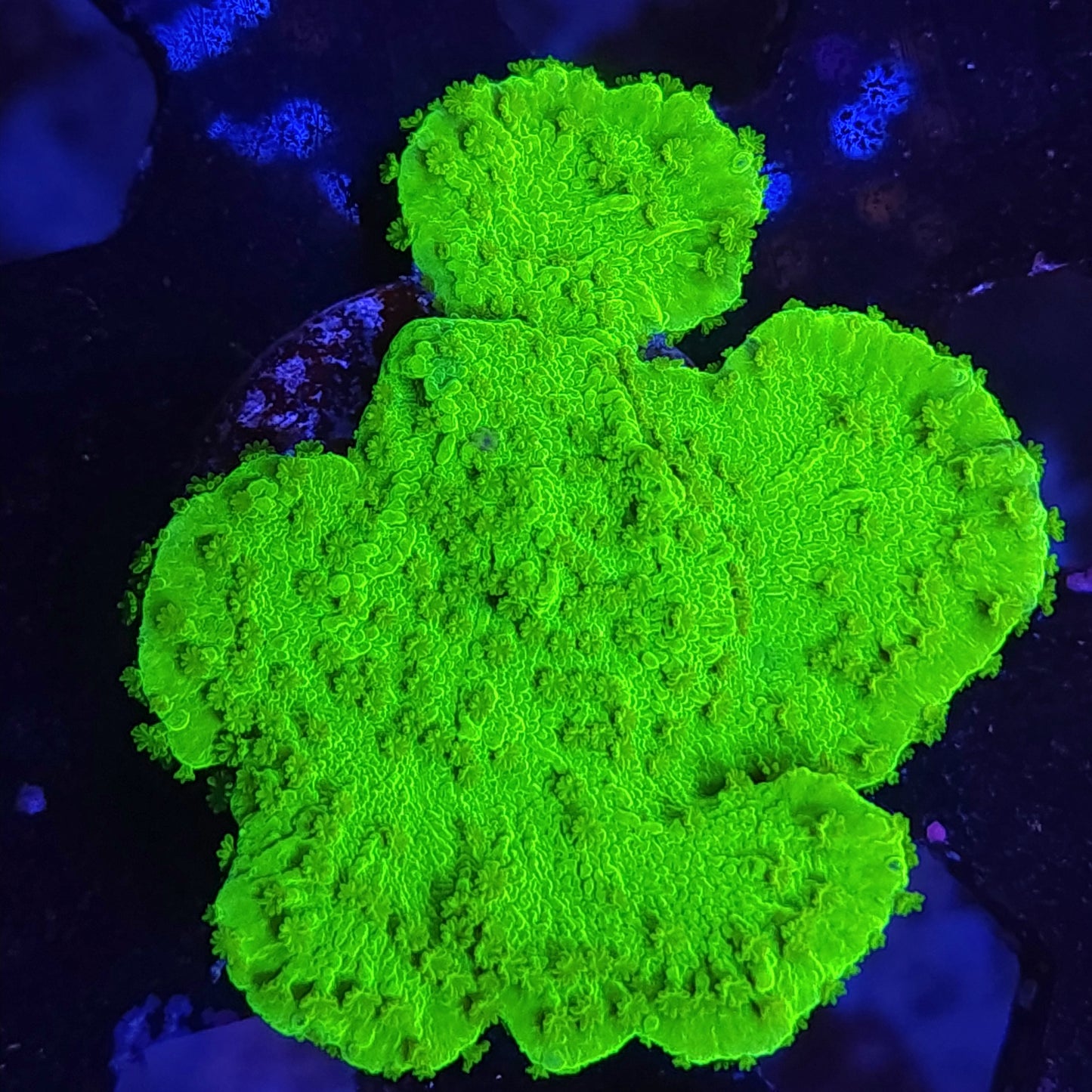 Neon Green Monti Cap