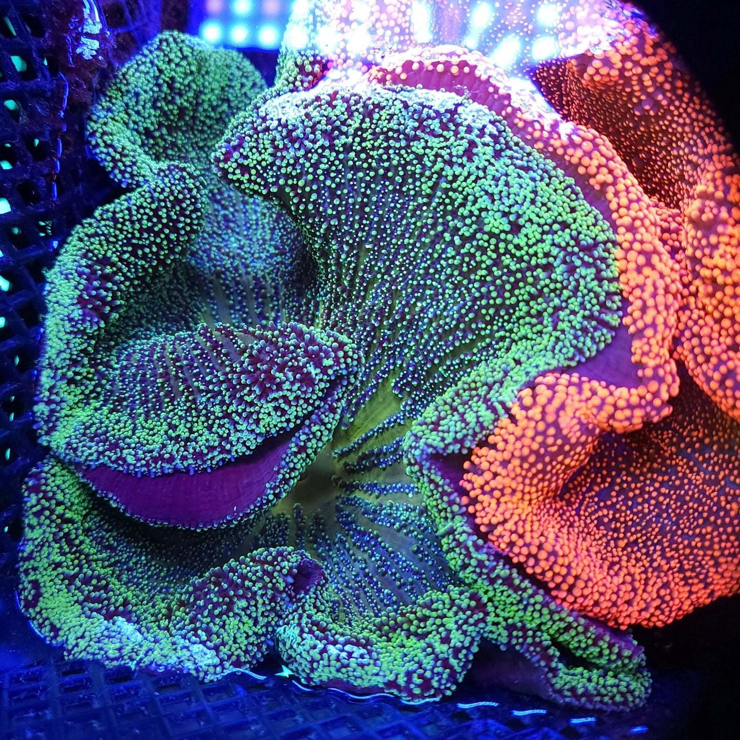 Lemon Lime Haddoni Carpet Anemone (8-10 inch)