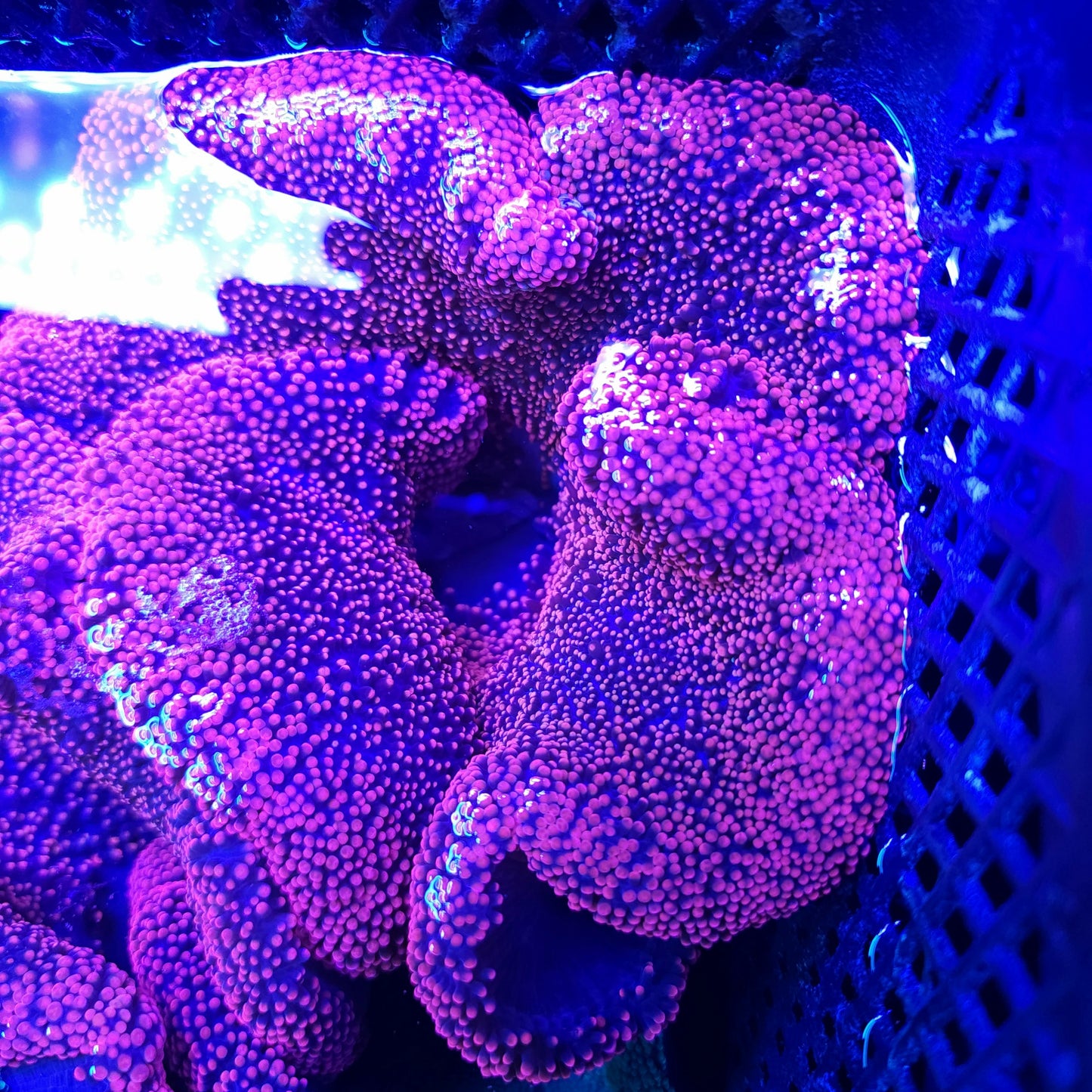 Red Pink Haddoni Carpet Anemone (6-7 inch)