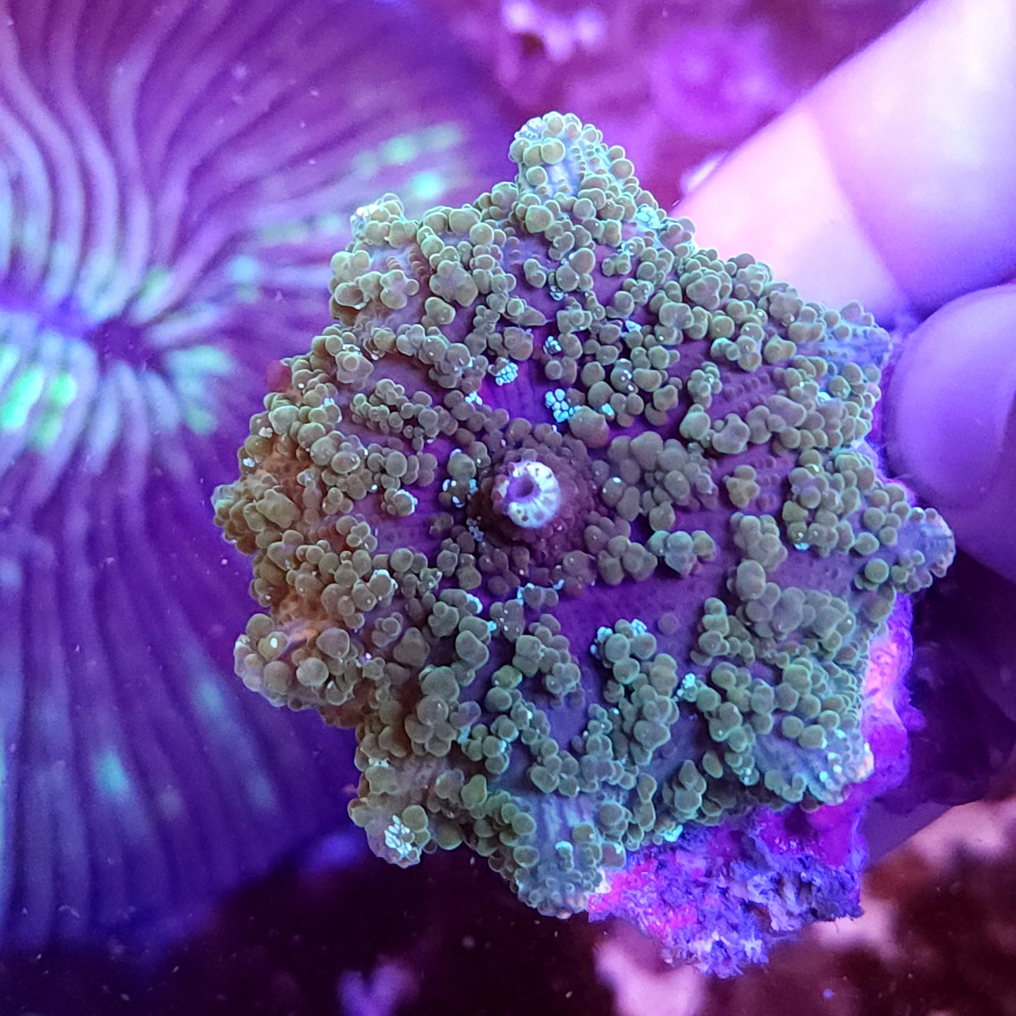 Tongan Blue Lagoon Bubble Mushroom