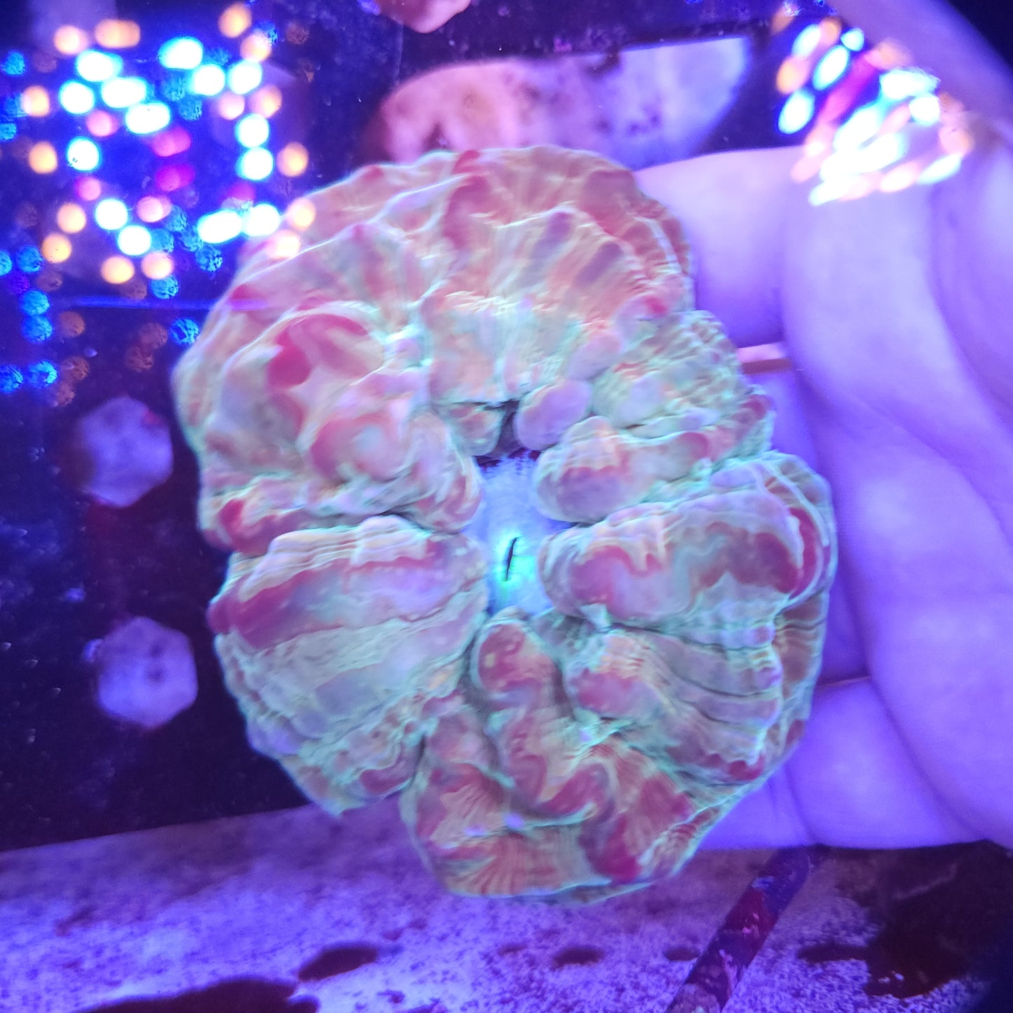 Large Pink and Green Indophyllia