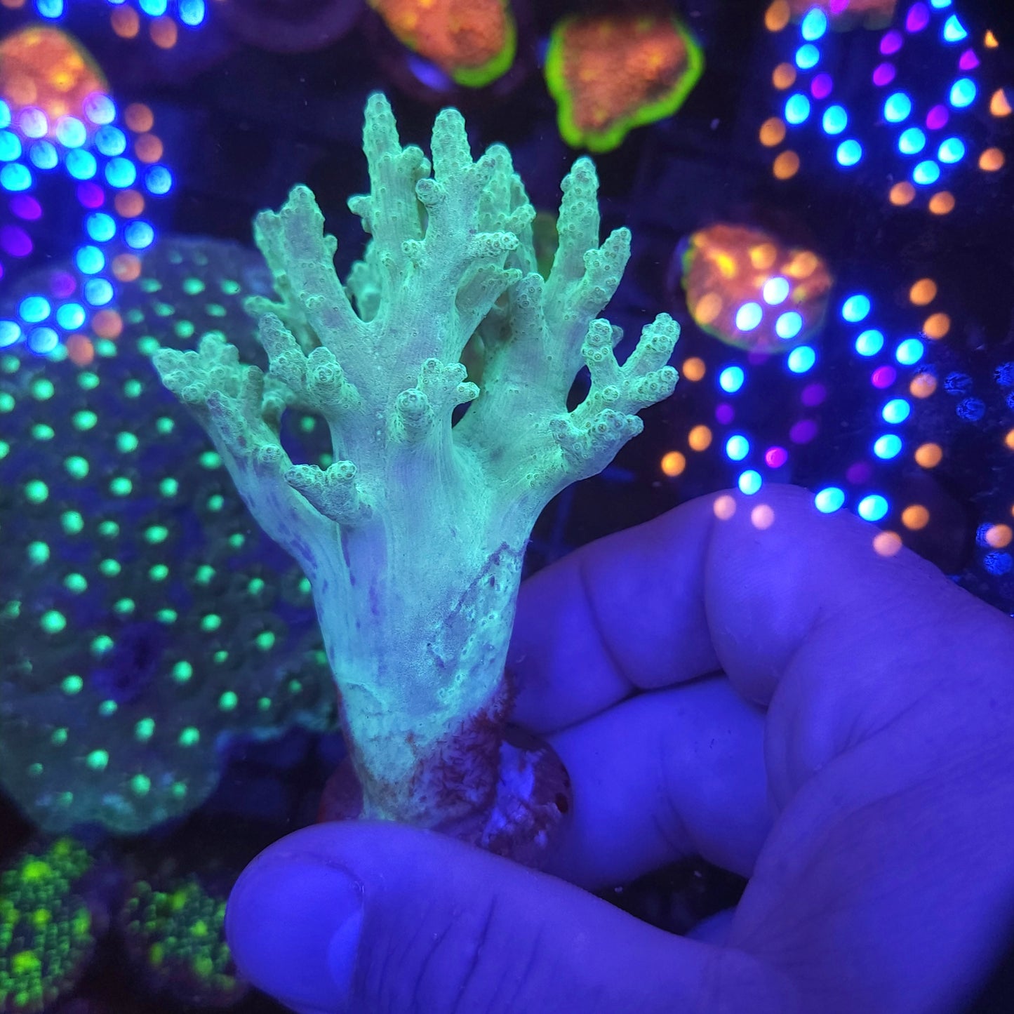 Neon Green Sinularia