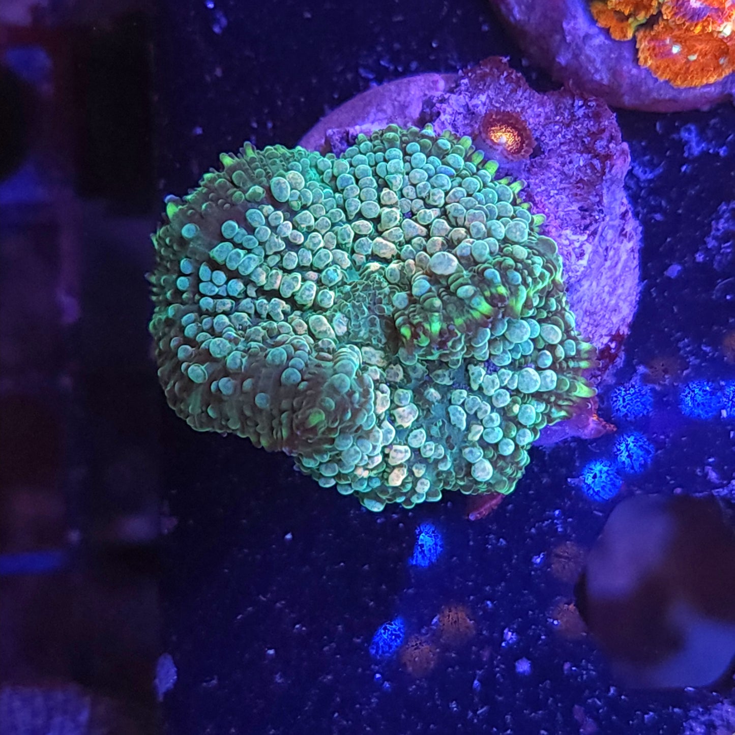 Ninja Turtle Bounce Mushroom