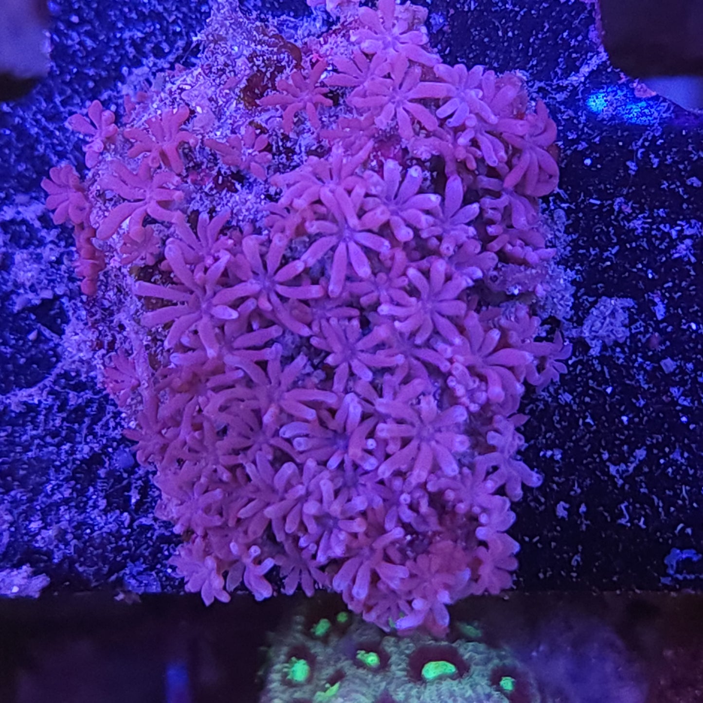 Pink Clove Polyps (FAST growing)