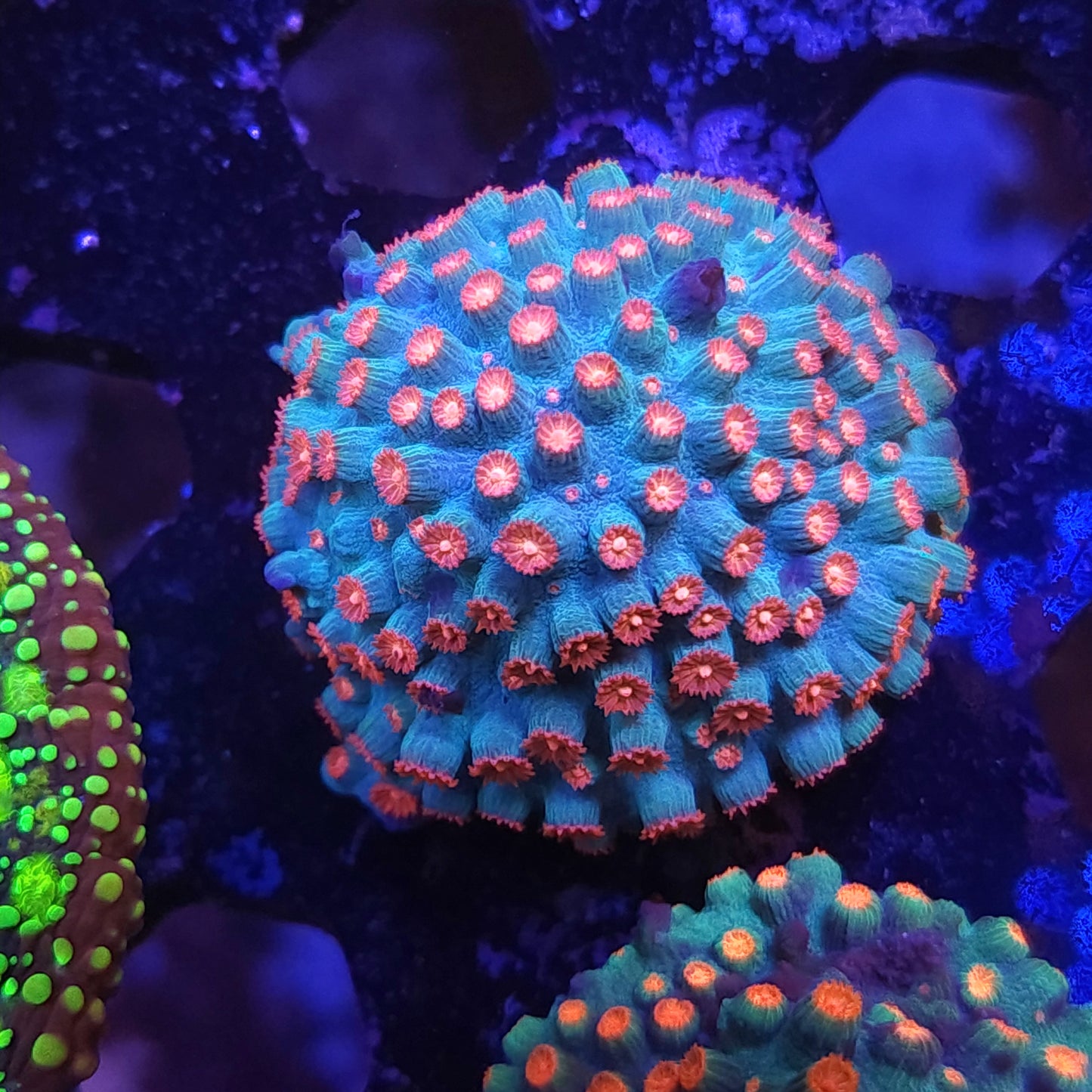 Meteor Shower Cyphastrea