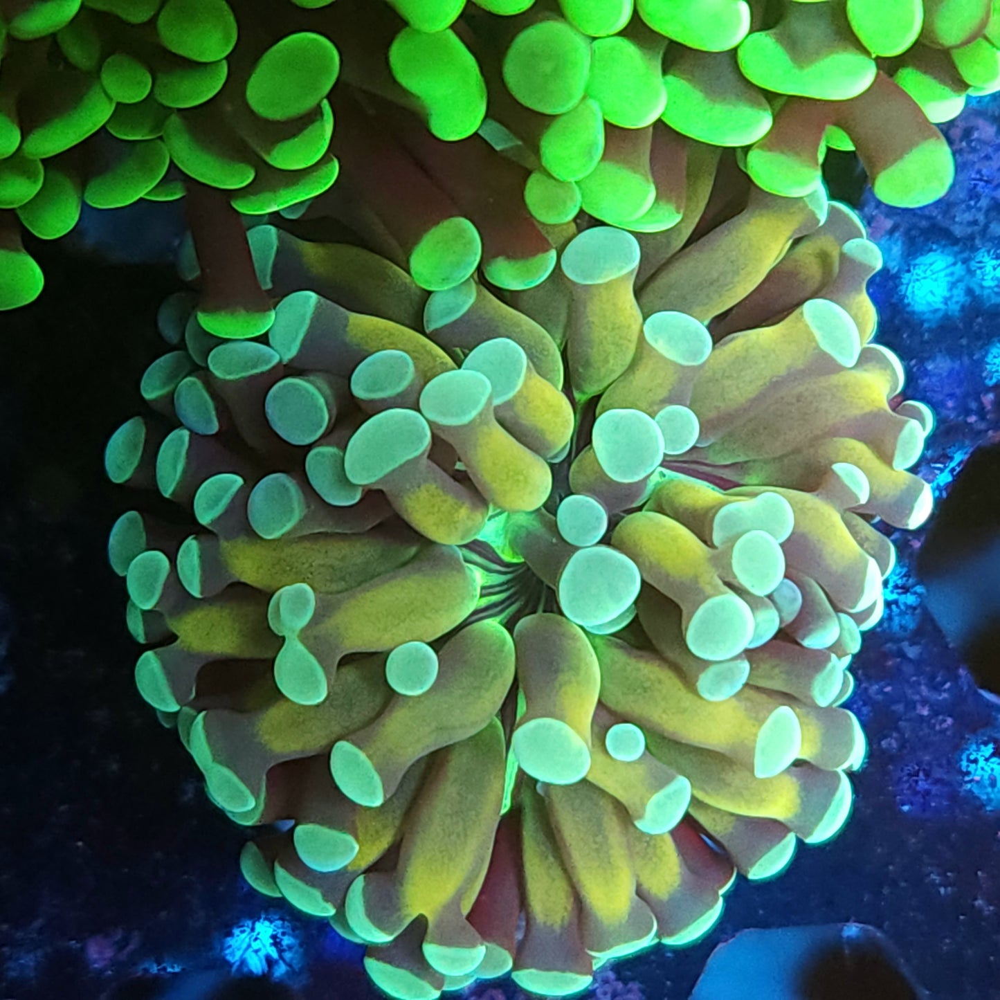 Ultra Cristata Torch