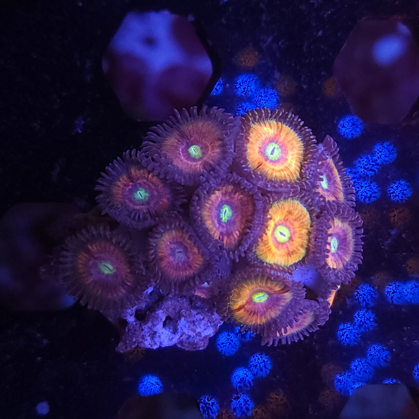 Cats Eye Zoas