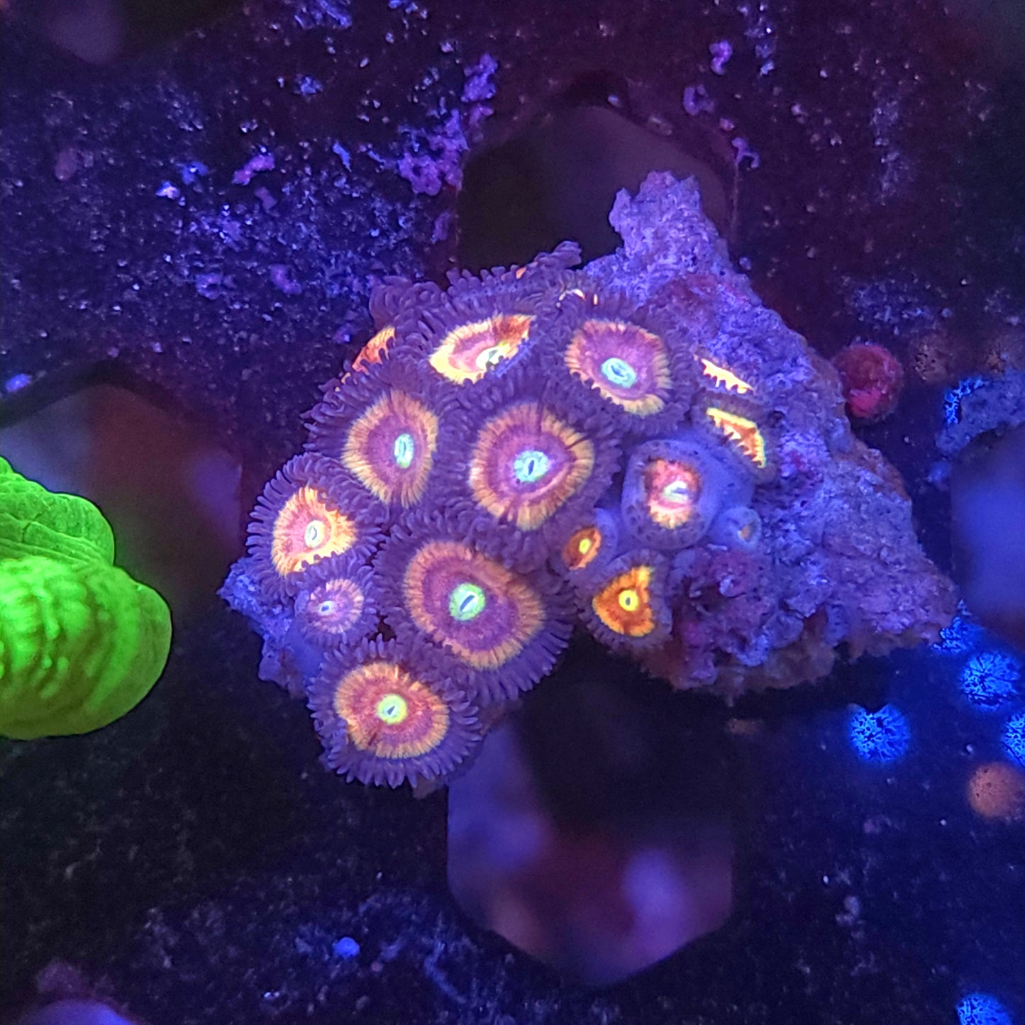 Cats Eye Zoas