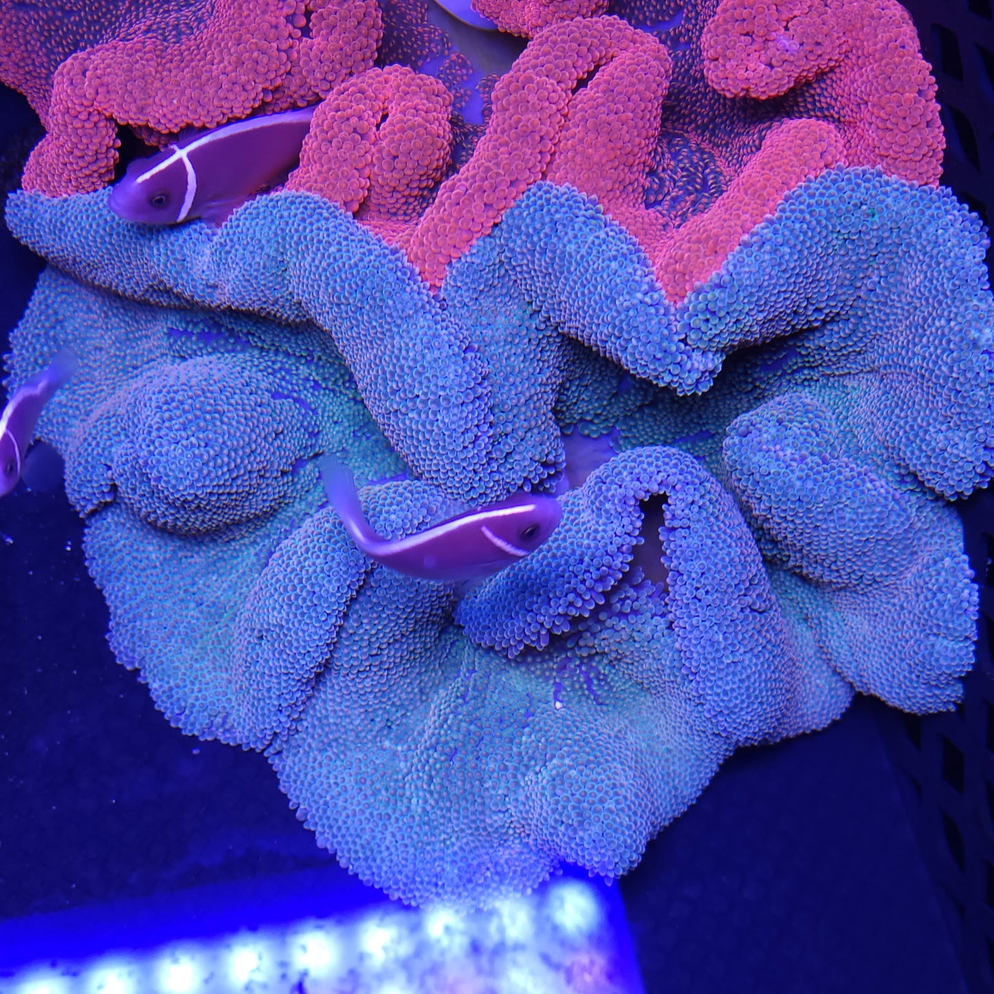 Rainbow Haddoni Carpet Anemone (7-8 inch)