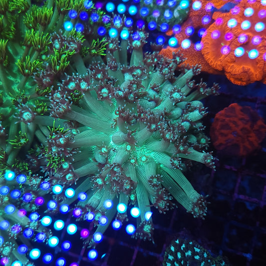 Large Bright Green Goniopora Colony