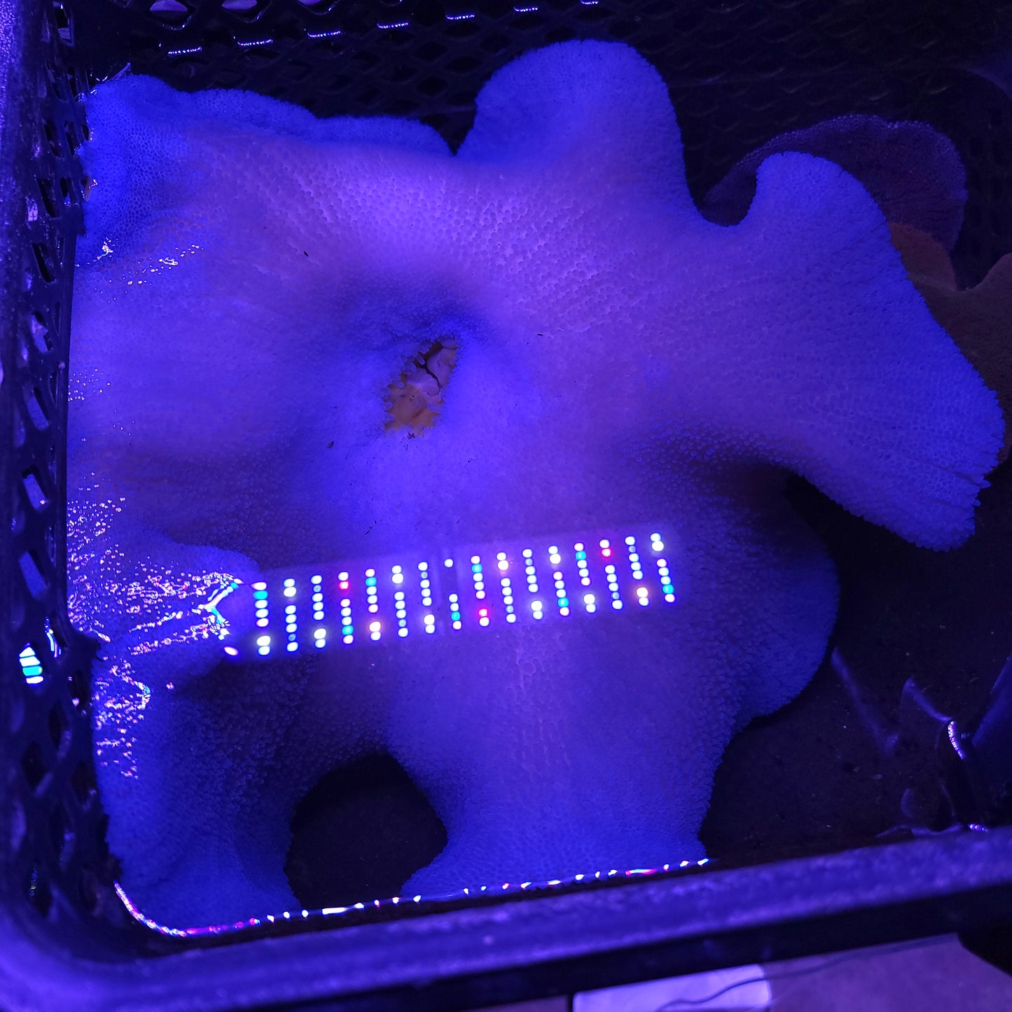 Insane Blue XXL Haddoni Carpet Anemone (15 Inch)