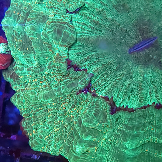 Green with Orange Splatter Acantho (Video in pics)