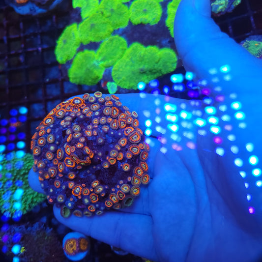 Fire and Ice Zoa Grow out disk