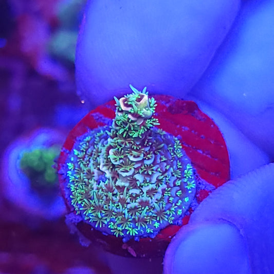Toxic Lagoon Acro