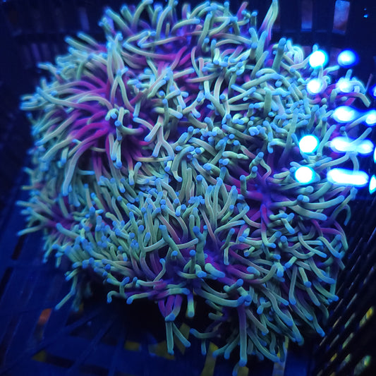 Crazy Ritteri / Magnifica Anemone (Video in pics)