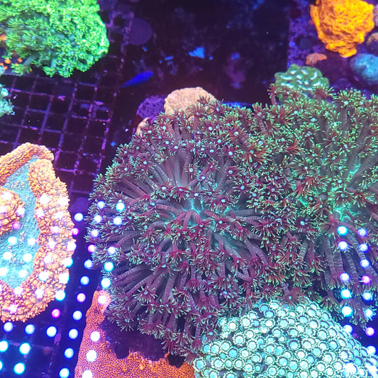 Crazy XXL Goni Colony with Stripes