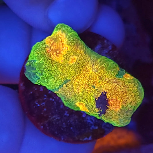 Mummy Eye Meltdown Chalice