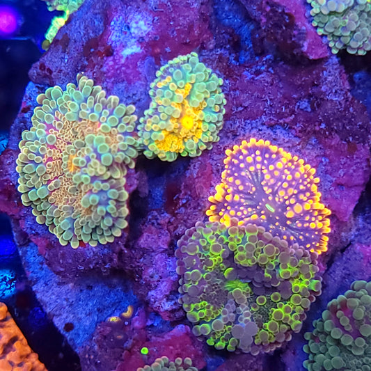 Crazy Rainbow Yuma Mix