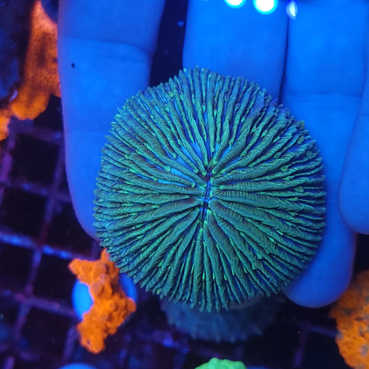 Aquacultured Dome Fungia