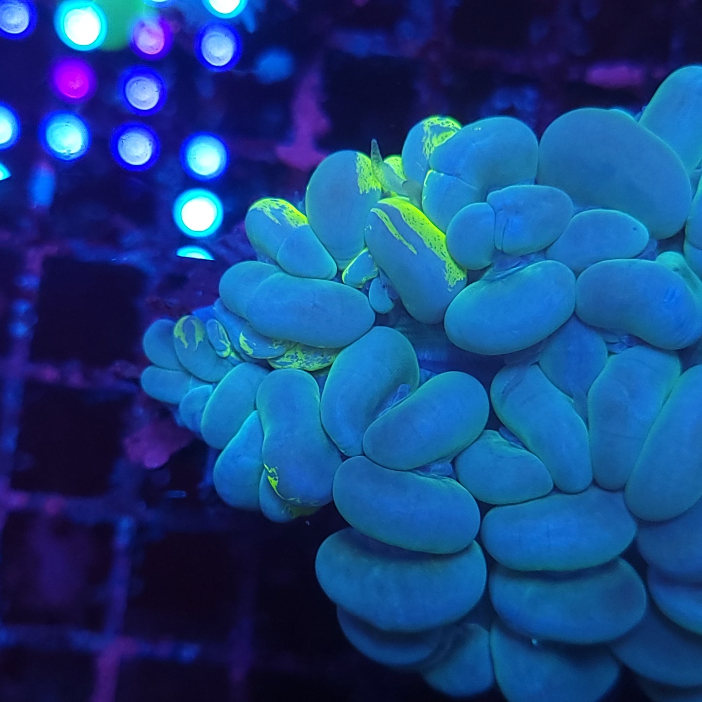 XL Toxic Streak Bubble Coral