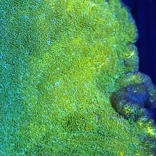 Beautiful Lemon Lime Pizza Carpet Anemone
