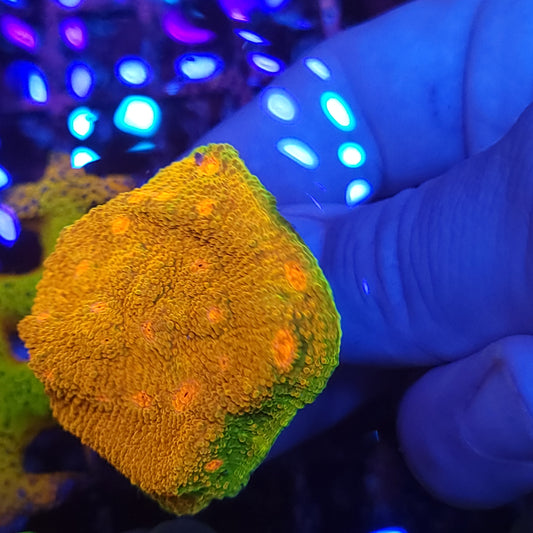 Super Bright Grownout Frag Mummy Eye Chalice