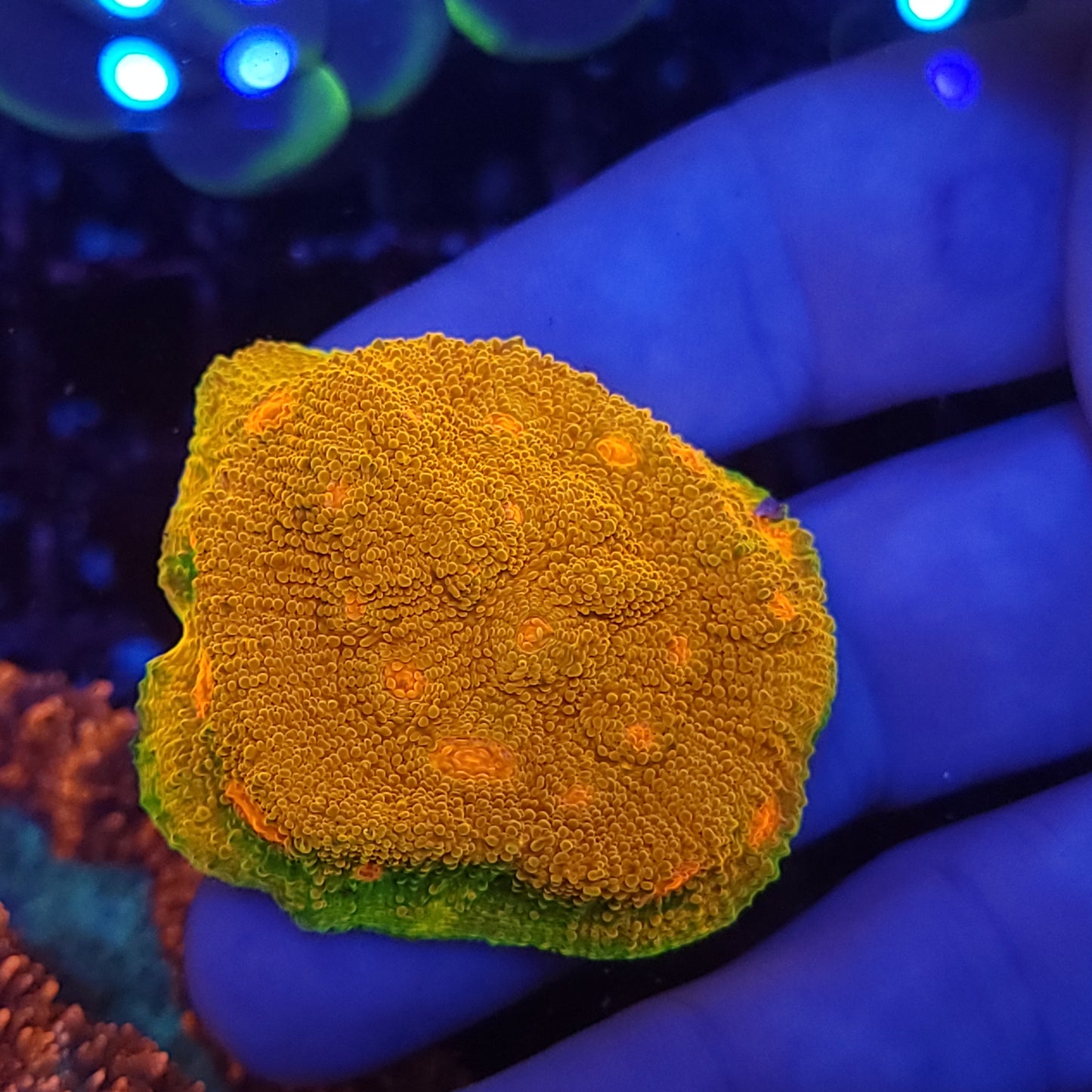 Super Bright Grownout Frag Mummy Eye Chalice