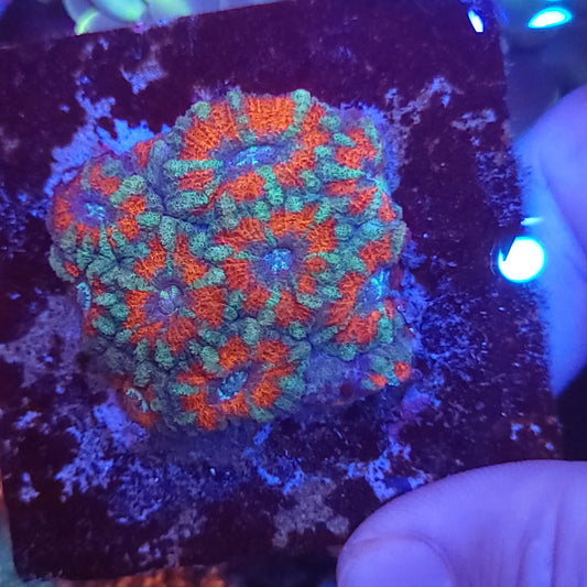Bicolor Asian Acan