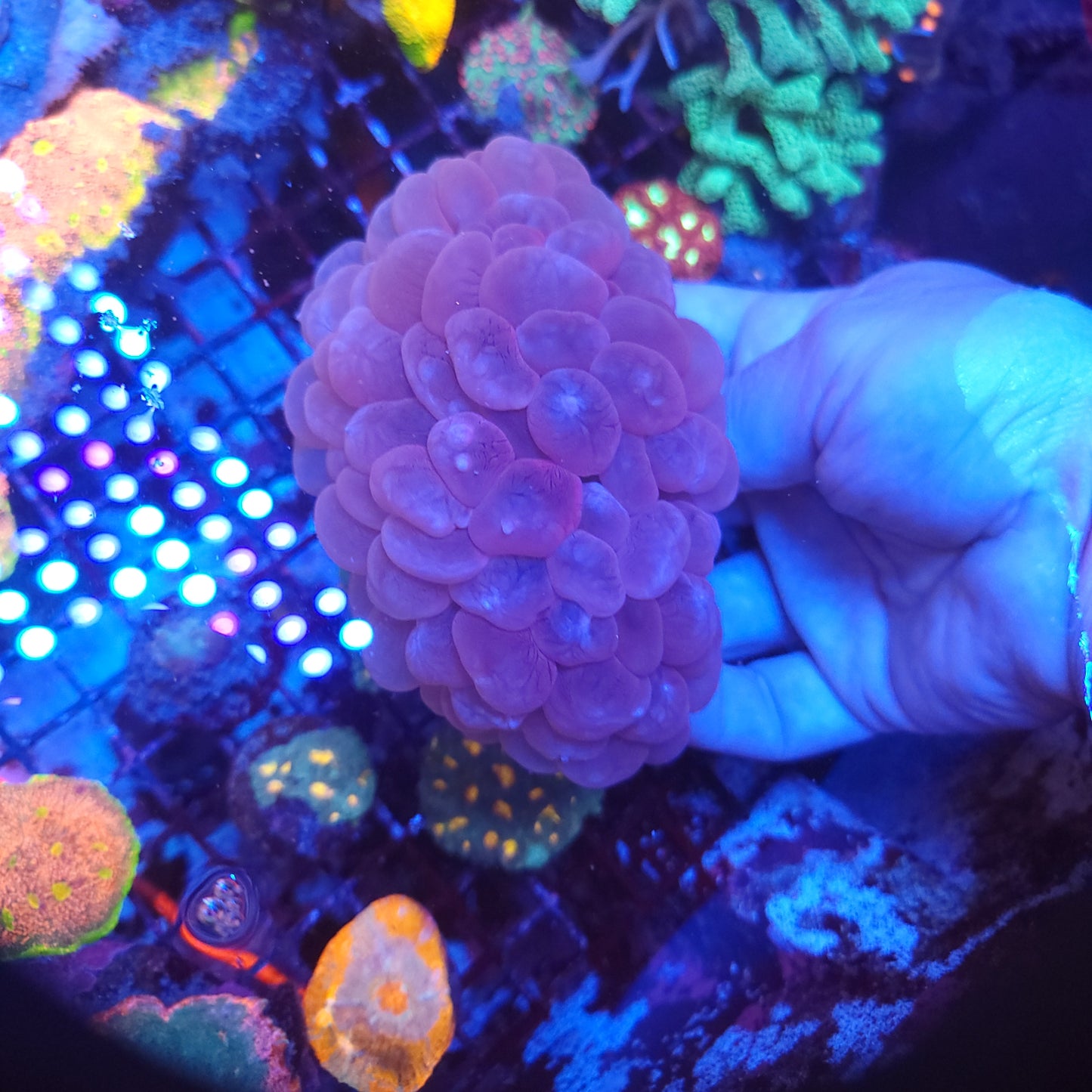 XL Pink Bubble Coral