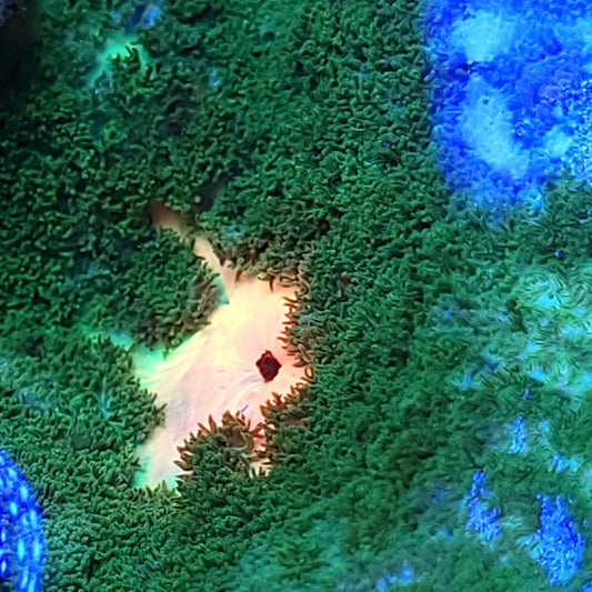 Orange Mouth PIzza Carpet Anemone