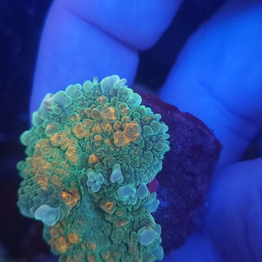 Orange Splatter Bounce Mushroom