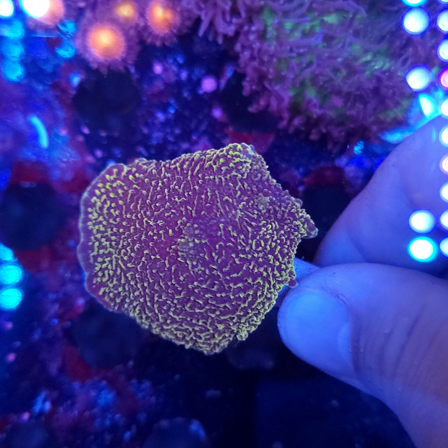 Rare Gold Elephant Ear Mushroom